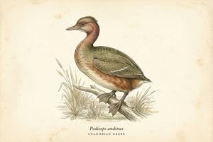 Colombian Grebe illustration