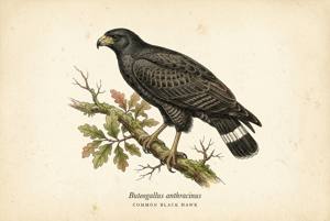 Common Black Hawk illustration