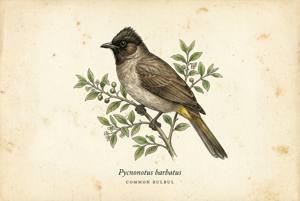 Common Bulbul illustration