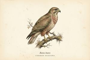 Common Buzzard illustration