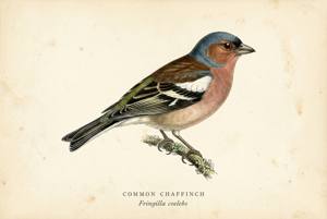 Common Chaffinch illustration