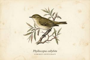 Common Chiffchaff illustration