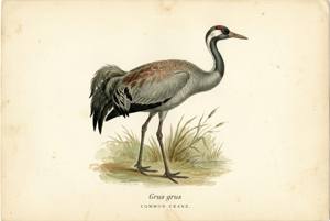 Common Crane illustration