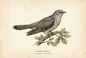 Common Cuckoo illustration