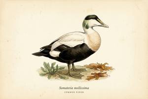 Common Eider illustration
