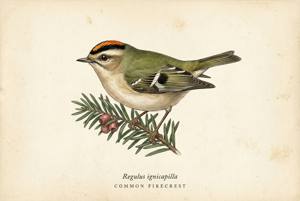 Common Firecrest illustration