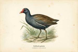 Common Gallinule illustration