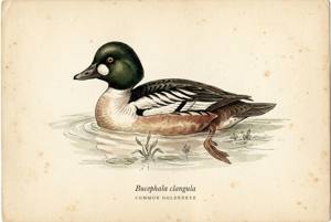 Common Goldeneye illustration