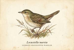 Common Grasshopper Warbler illustration