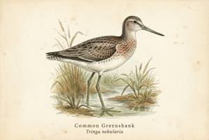 Common Greenshank illustration