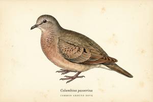 Common Ground Dove illustration