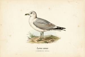 Common Gull illustration