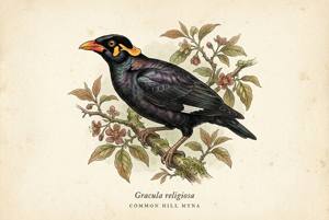 Common Hill Myna illustration