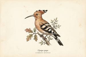 Common Hoopoe illustration