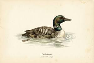 Common Loon illustration