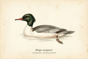 Common Merganser illustration