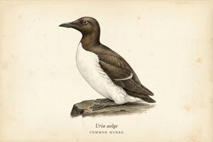 Common Murre illustration