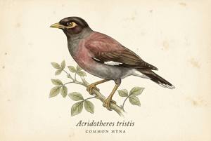 Common Myna illustration