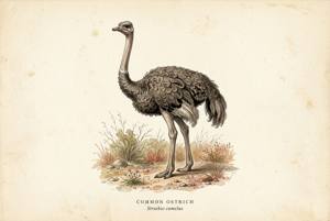 Common Ostrich illustration