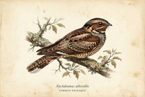 Common Pauraque illustration