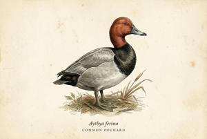 Common Pochard illustration