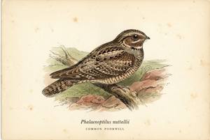 Common Poorwill illustration