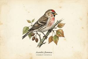 Common Redpoll illustration