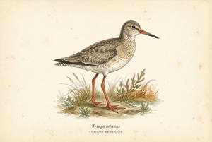 Common Redshank illustration