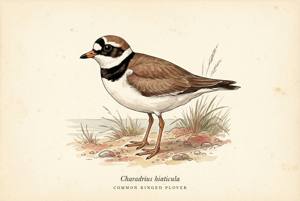 Common Ringed Plover illustration