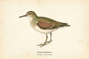 Common Sandpiper illustration