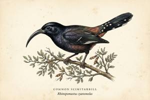 Common Scimitarbill illustration