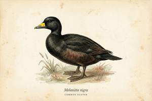 Common Scoter illustration