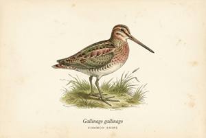 Common Snipe illustration