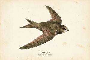 Common Swift illustration