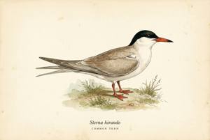 Common Tern illustration