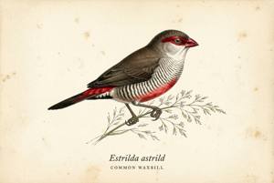 Common Waxbill illustration