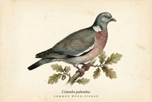 Common Wood-Pigeon illustration