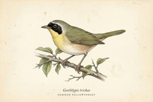 Common Yellowthroat illustration
