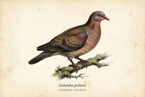 Comoro Pigeon illustration