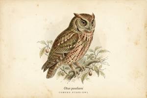 Comoro Scops-Owl illustration