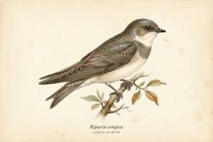 Congo Martin illustration