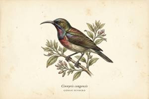 Congo Sunbird illustration