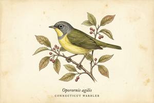 Connecticut Warbler illustration