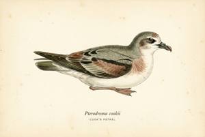 Cook's Petrel illustration