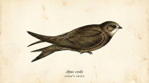 Cook's Swift illustration