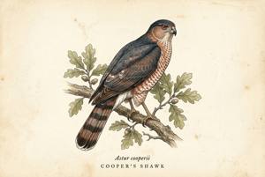 Cooper's Hawk illustration