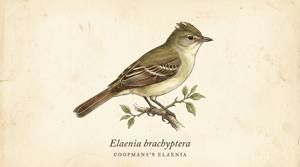 Coopmans's Elaenia illustration
