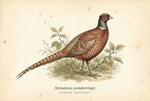 Copper Pheasant illustration
