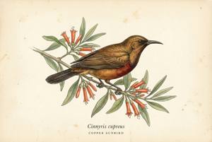 Copper Sunbird illustration