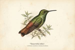 Copper-rumped Hummingbird illustration
